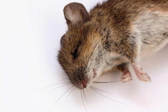 Article : À Madagascar, la peste fait des morts, et vice-versa